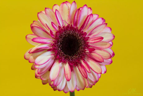 Pink and White Gerbera